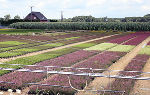 Gartenbau Werner Aerts